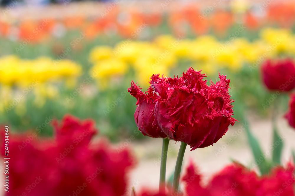 Red Tulip in a Field