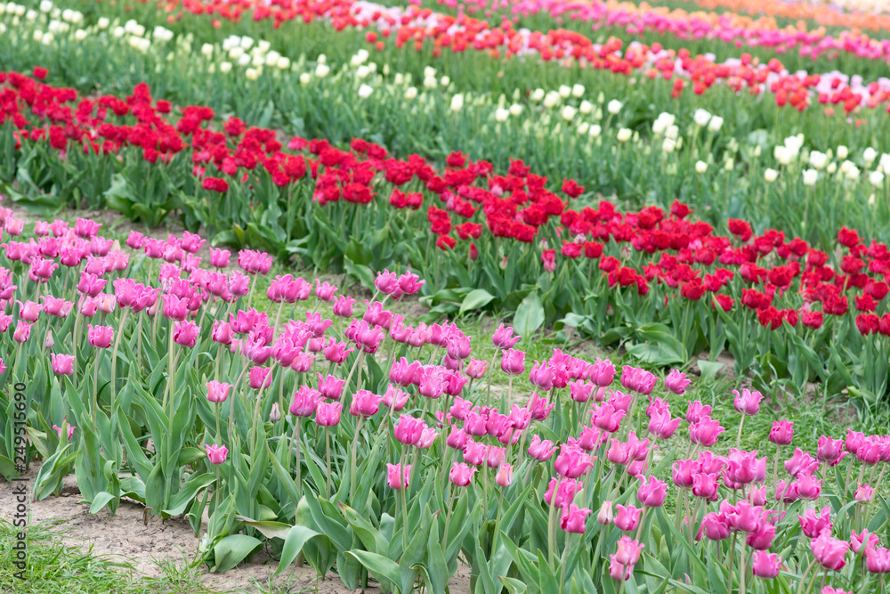 Rows of Tulips
