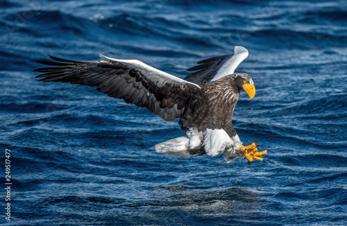 Adult Steller's sea eagle is fishing.  Blue water of the ocean background. Steller's sea eagle, Scientific name: Haliaeetus pelagicus.