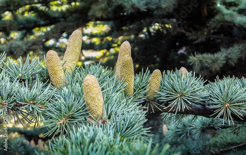 Beautiful close-up growing male cones on the branches of Cedar Tree Cedrus libani or Lebanon Cedar in Sevastopol, Crimea. photo