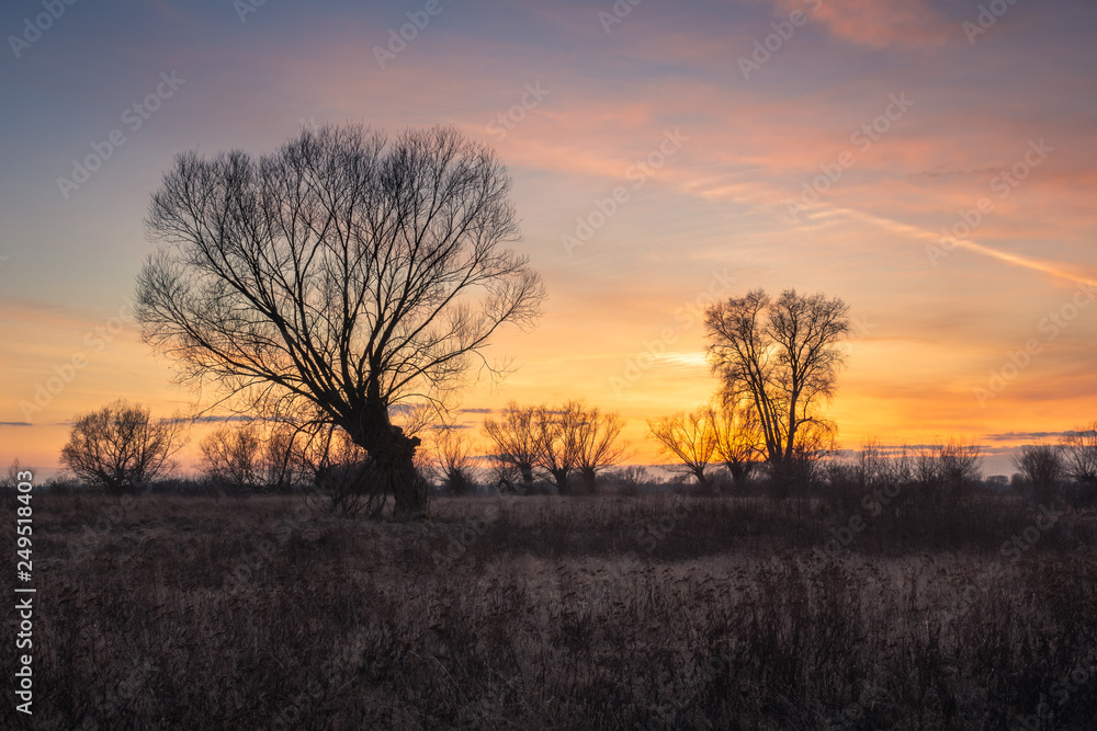 Twilight over willows in the meadow somewhere in Masovia, Poland Twilight over willows in the meadow somewhere in Masovia, Poland