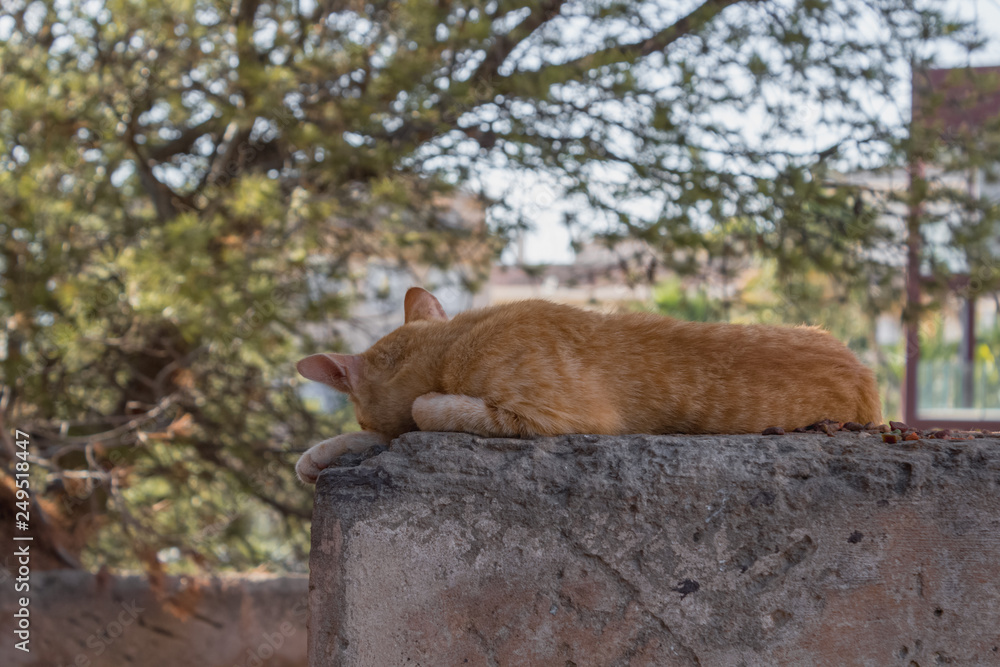 sleeping siesta cat on a stone hiding from the midday sun