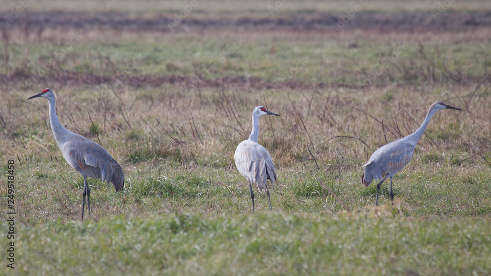 Sandhill Cranes Graze in a Field