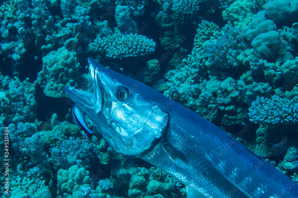 Fototapeta premium Barracuda