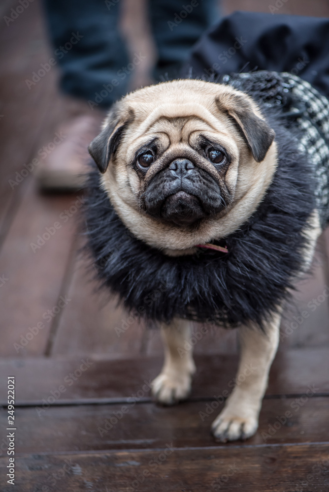 Pug in small black dress