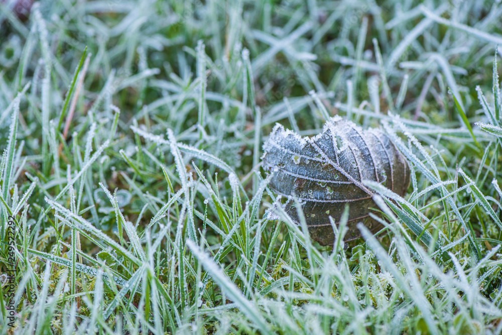 Obraz premium frozen autumn leaves