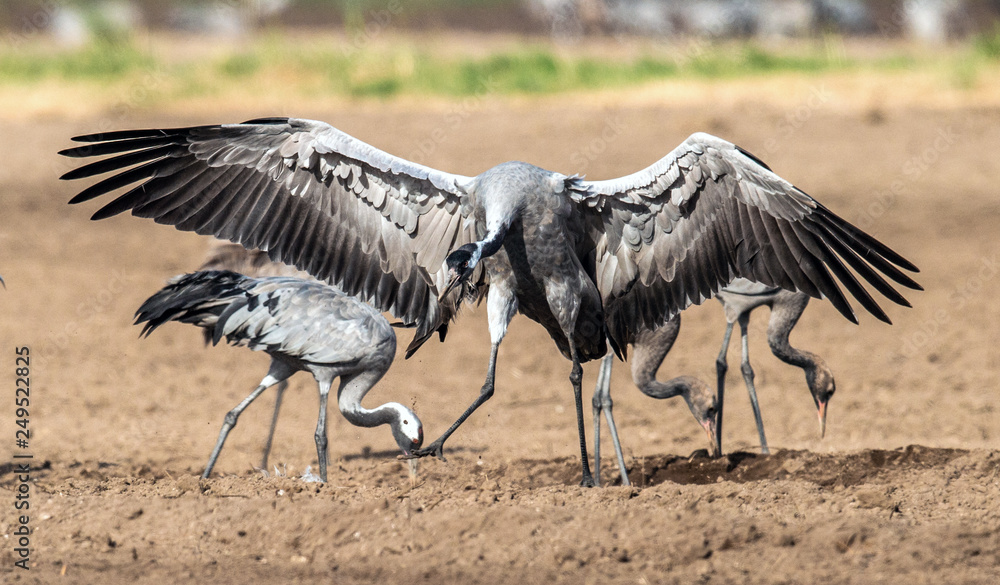 Fototapeta premium Dancing Cranes in arable field. Common Crane, Scientific name: Grus grus, Grus communis.