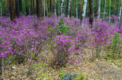 Ledum. The fabulous beauty of our spring forests and hills. The first spring flowers on the forest edge.