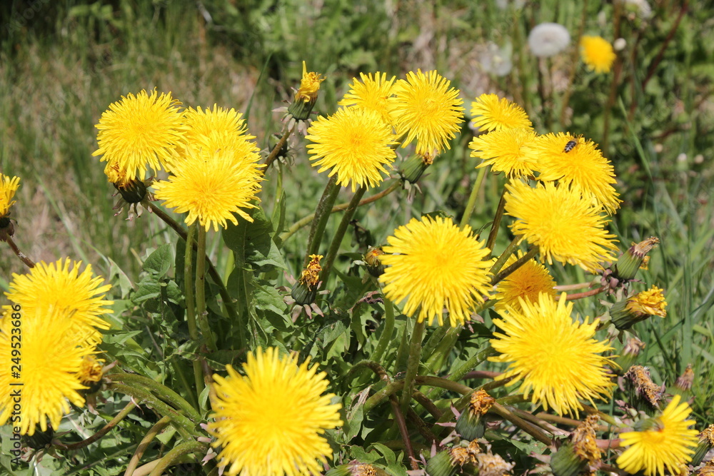 Taraxacum