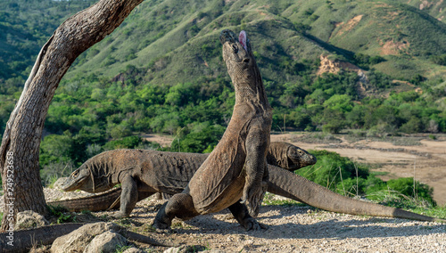 Komodo dragons.The Komodo dragon  stands on its hind legs and open mouth.  Scientific name: Varanus komodoensis. It is the biggest living lizard in the world. On island Rinca. Indonesia. © Uryadnikov Sergey