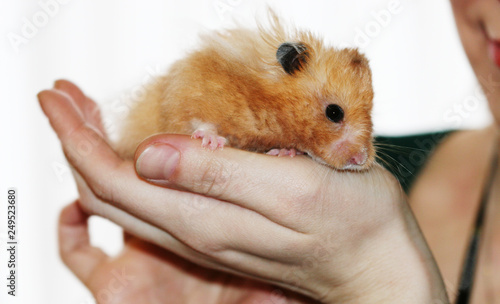 Very fluffy cute syrian hamster in owners hands