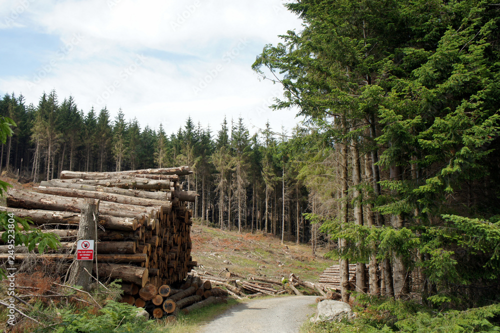 Logging in the Wicklow mountains.Ireland. 