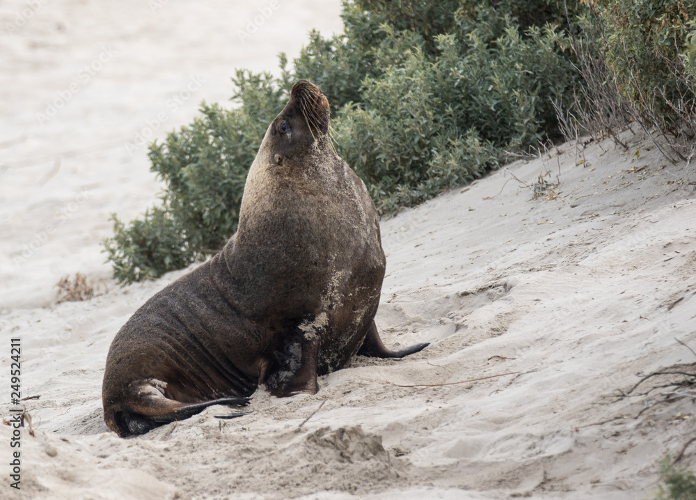Obraz premium Australian sea lion, Neophoca cinerea, posing on the beach at Seal Bay, Kangaroo Island, South Australia, Australia.