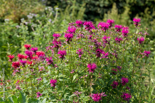 Monarda didyma  Scarlet beebalm 