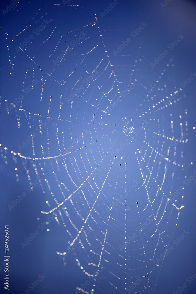 custom made wallpaper toronto digitalWeißes Spinnennetz mit Wassertropfen vor blauem Himmel als close up Silhouette