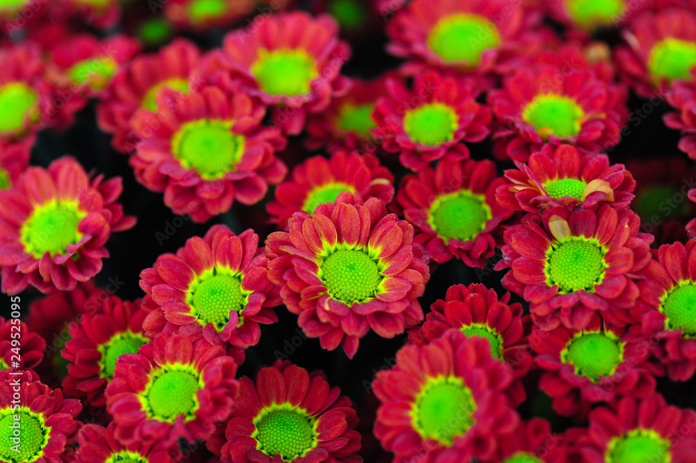 The beautiful chrysanthemums are in full bloom The beautiful chrysanthemums are in full bloom