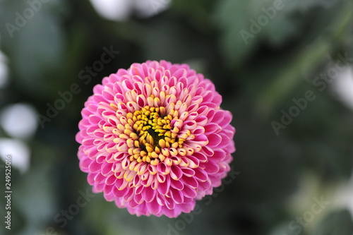 The beautiful chrysanthemums are in full bloom