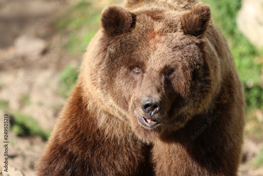 Brown bear focussing