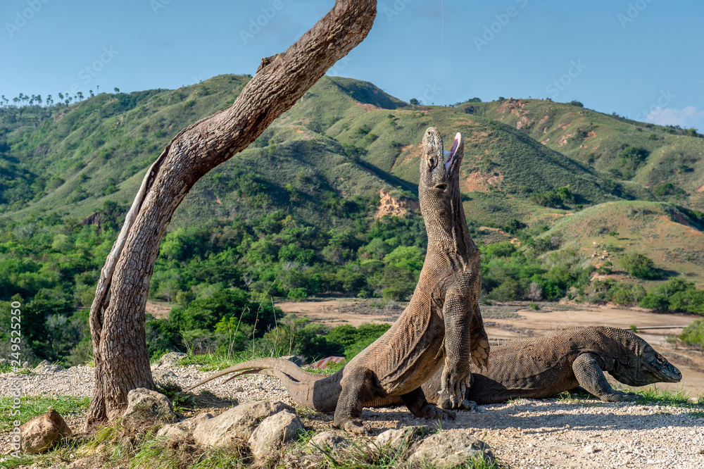 Komodo dragons.The Komodo dragon  stands on its hind legs and open mouth.  Scientific name: Varanus komodoensis. It is the biggest living lizard in the world. On island Rinca. Indonesia.