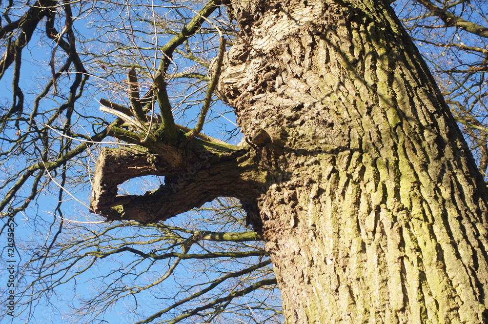 Alles wird gut, Baum,positiv,Baum spricht Alles wird gut, Baum,positiv,Baum spricht