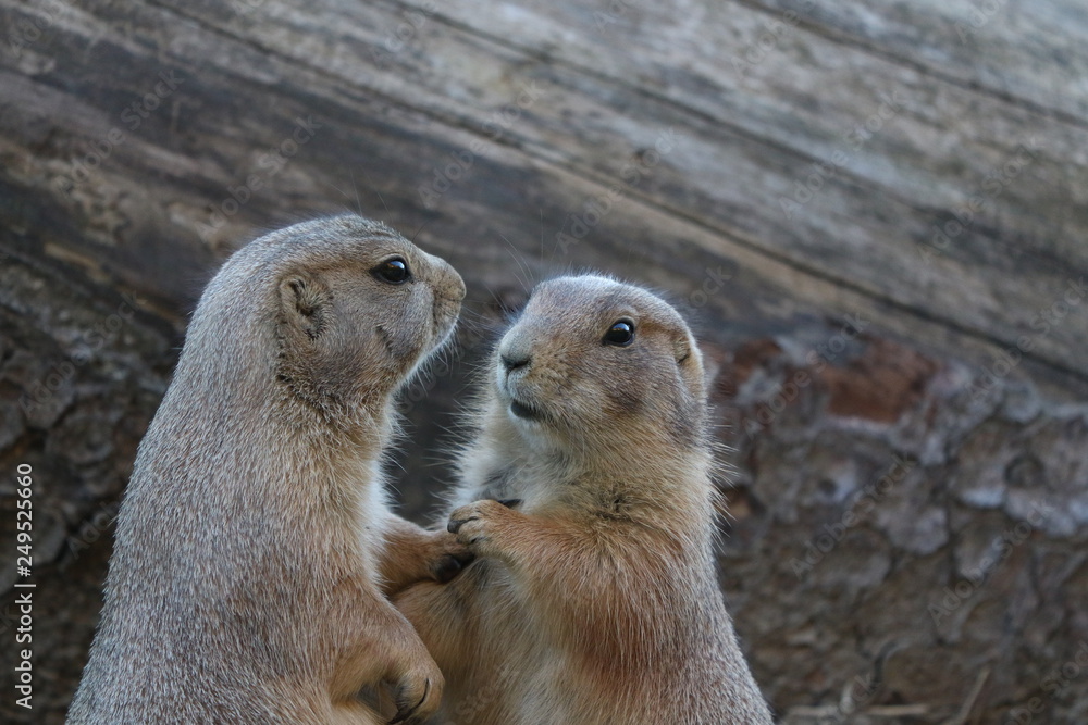 Fototapeta premium Meerkats cuddling