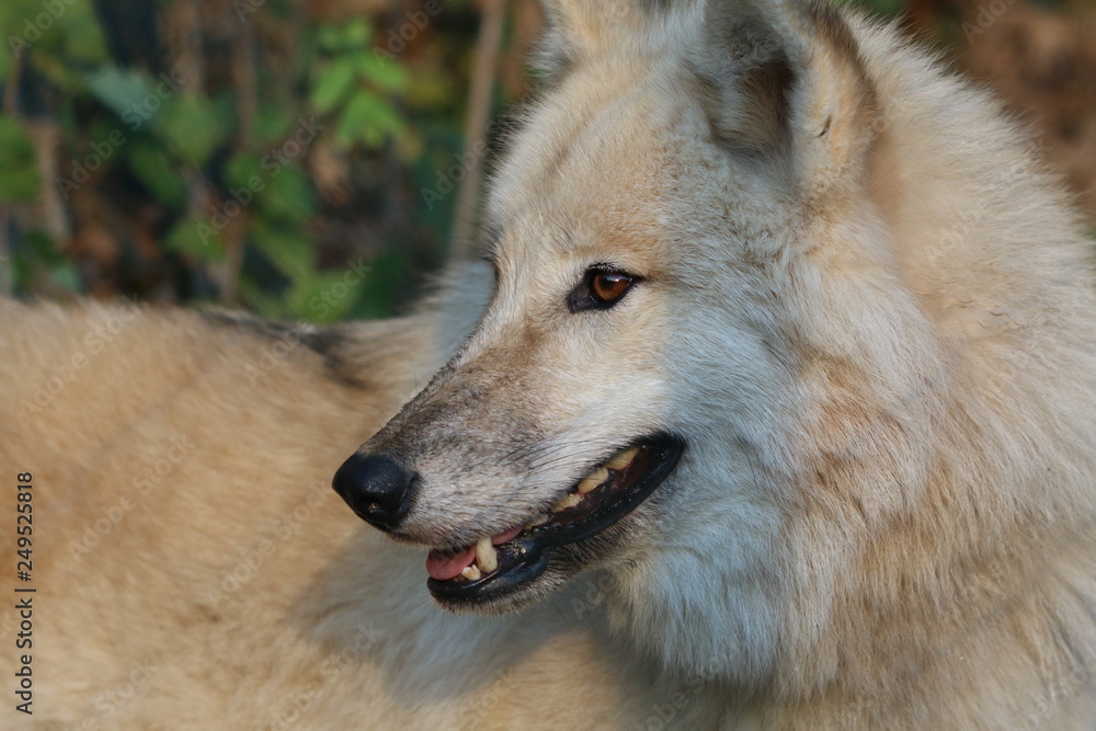 Obraz premium Polarwolf