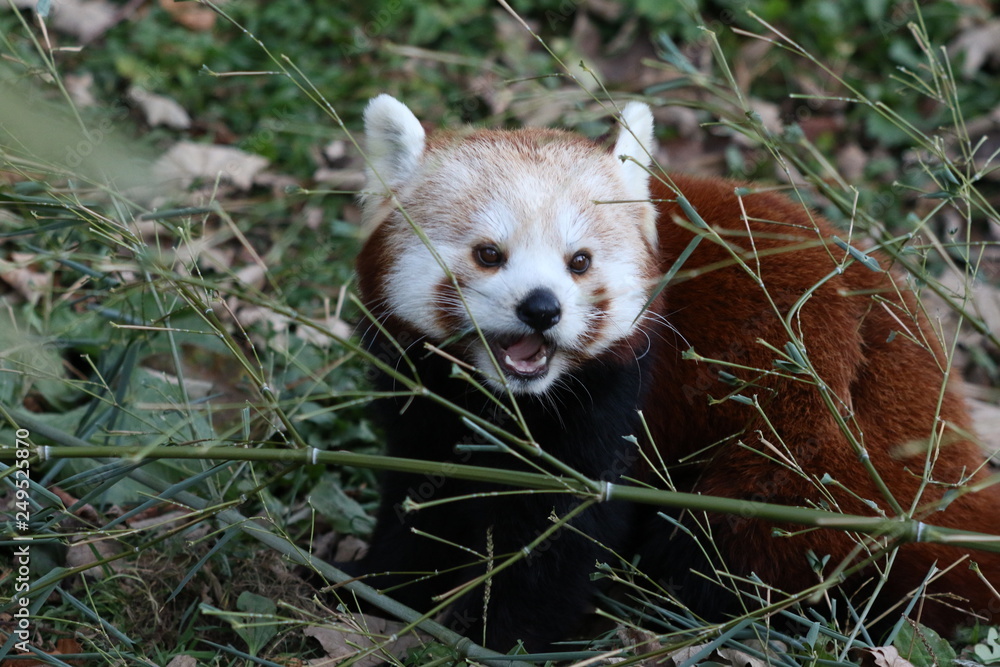 Obraz premium Red Panda