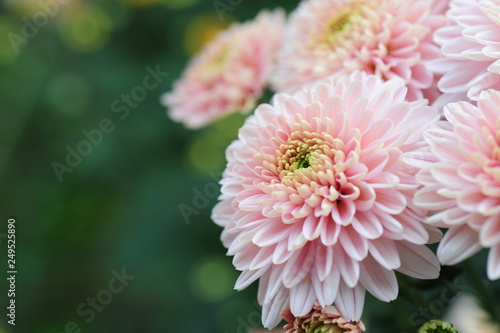 The beautiful chrysanthemums are in full bloom
