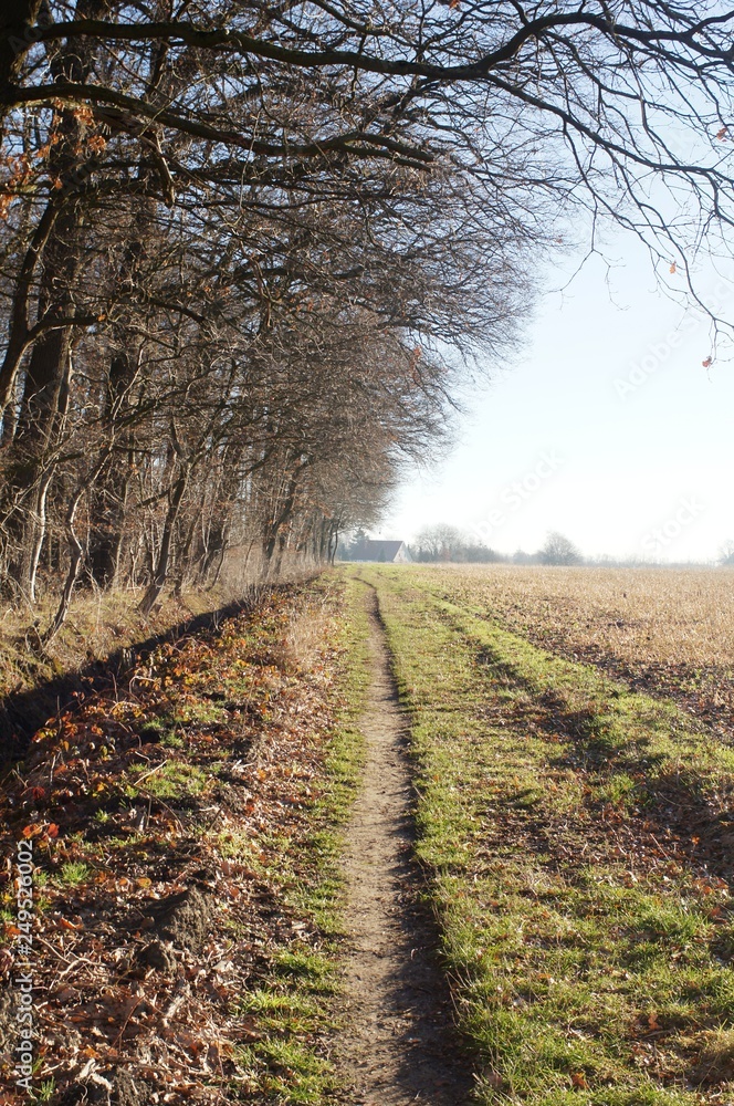 road, tree, landscape, nature, autumn, forest, trees, sky, grass, spring, fog, green, wood, rural, path, mist, blue, clouds, season, winter, field, morning, fall, road, tree, landscape, nature, autumn, forest, trees, sky, grass, spring, fog, green, wood, rural, path, mist, blue, clouds, season, winter, field, morning, fall,