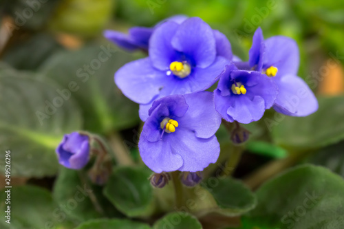 Violet Saintpaulias flowers 