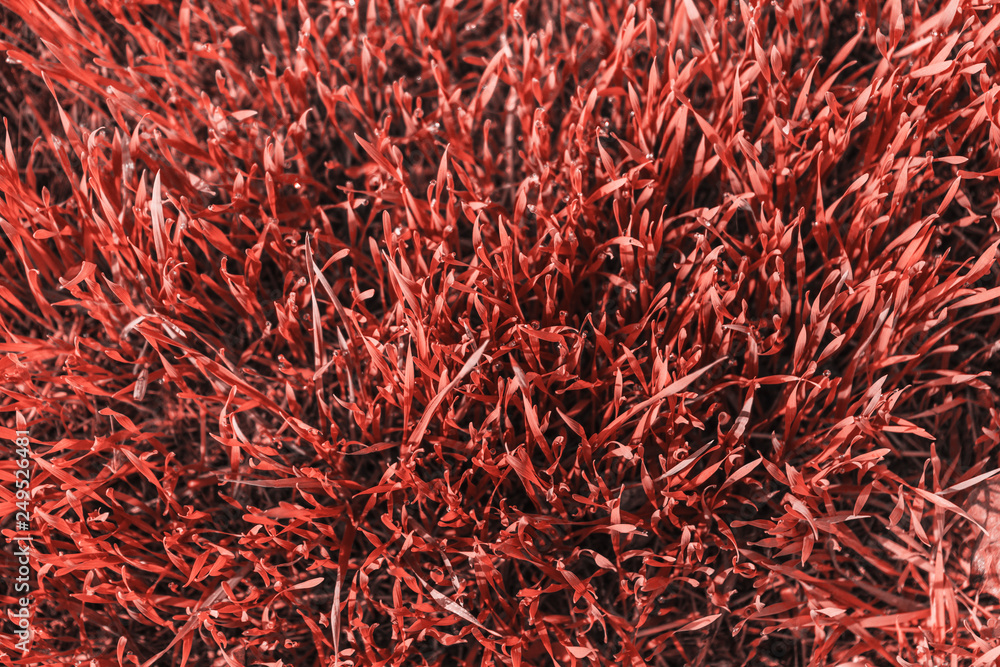 Fototapeta premium Grass color coral color of the year 2019 - living coral