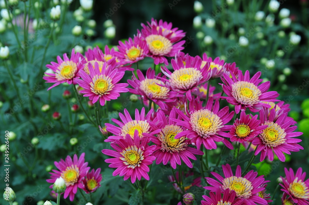 The beautiful chrysanthemums are in full bloom The beautiful chrysanthemums are in full bloom