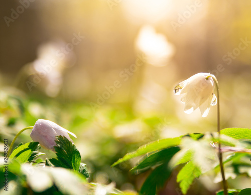 Anemone nemorosa, buttercup flower in a forest an early morning sunrise with dew and water on the flowers.