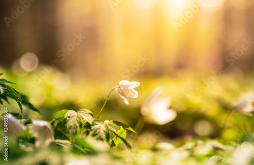 Anemone nemorosa, buttercup flower in a forest an early morning sunrise with dew and water on the flowers.