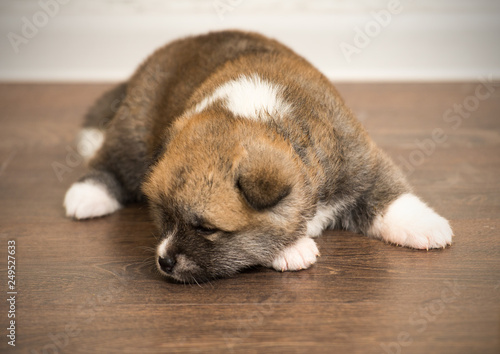 dog lying on the floor