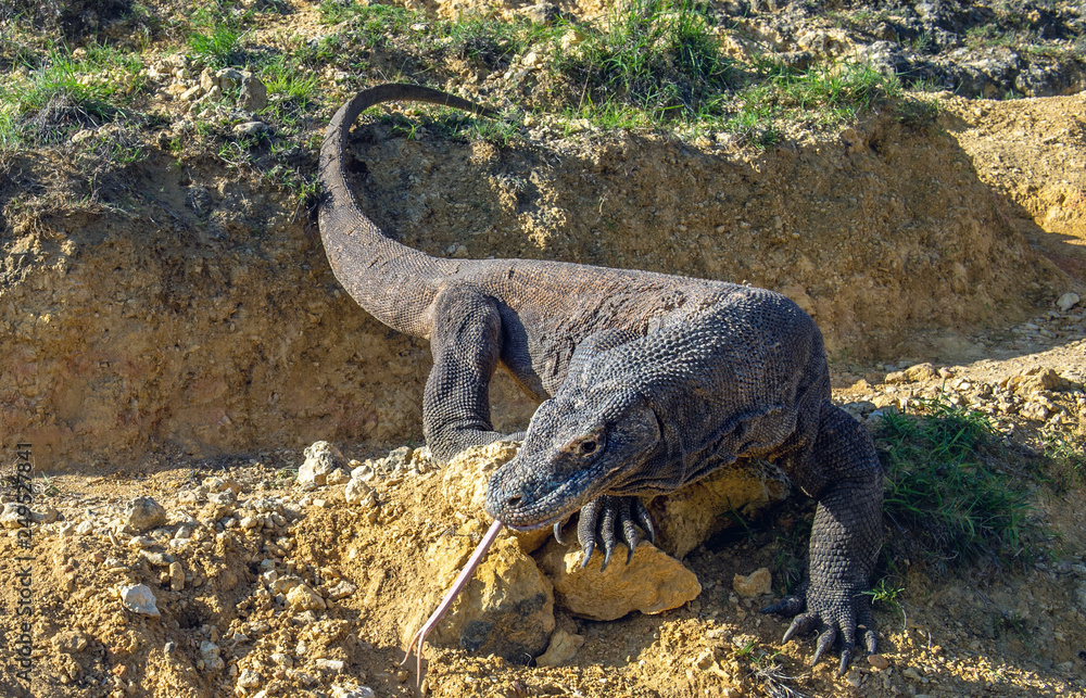 Fototapeta premium Komodo dragon sniffs the air with his forked tongue.. Scientific name: Varanus komodoensis. Biggest in the world living lizard in natural habitat. Island Rinca.
