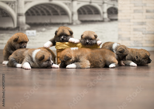 group of puppies
