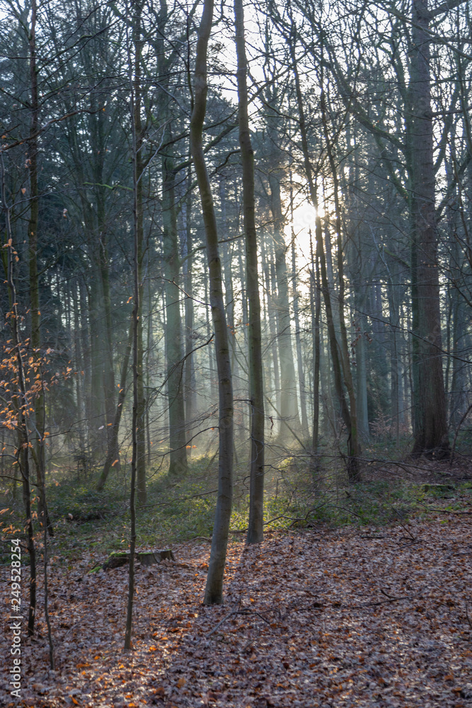 Obraz premium Nature