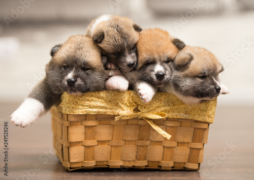 puppies in basket