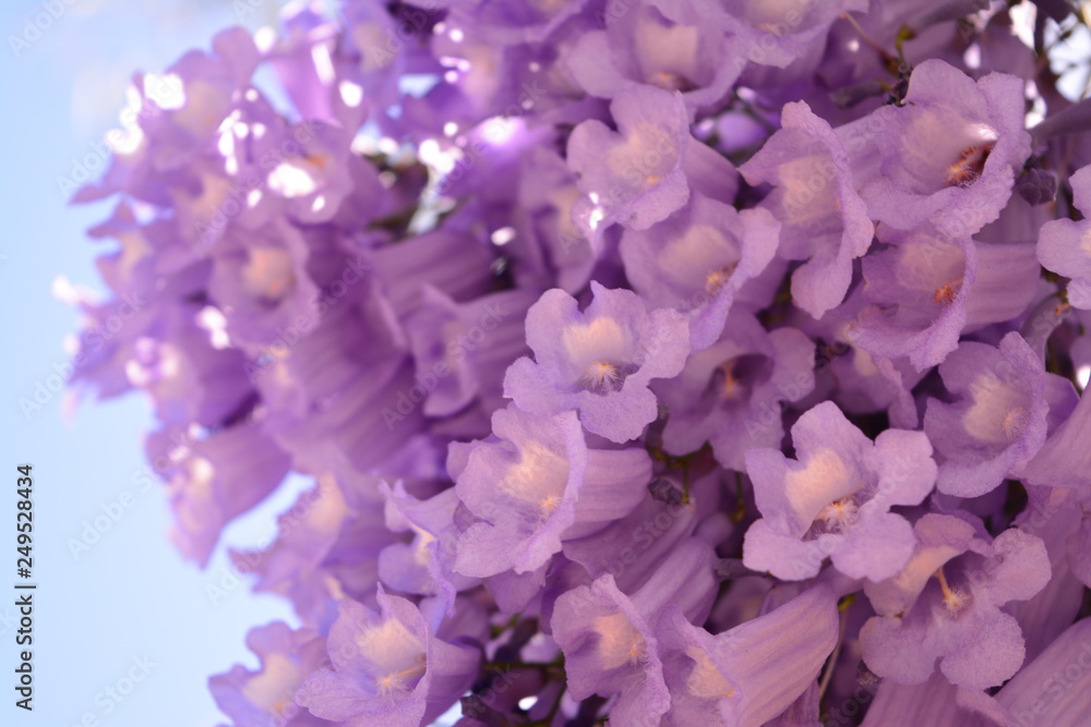Obraz premium Fragile petals