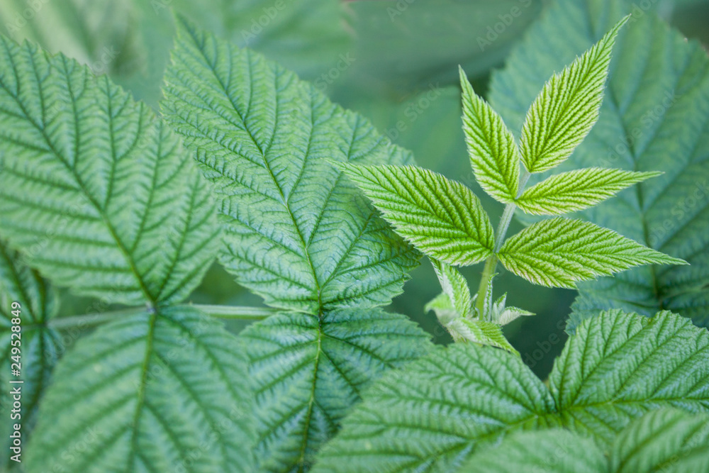 raspberry green leaves raspberry green leaves