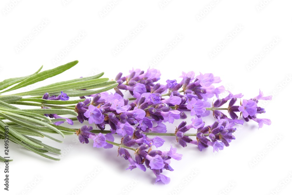 Obraz premium Bukiet lawendy.