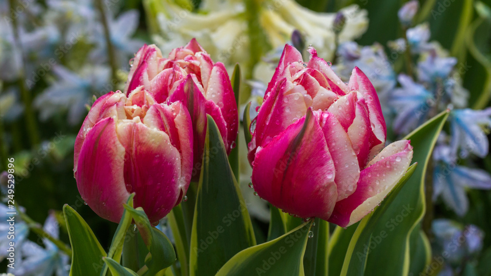 Flowers red tulips flowering on background of flowers yellow tulips in tulips field Flowers red tulips flowering on background of flowers yellow tulips in tulips field