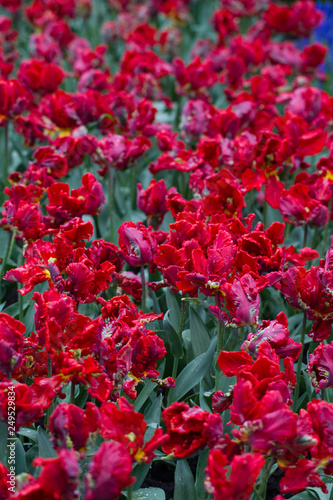 Flowers red tulips flowering on background of flowers yellow tulips in tulips field