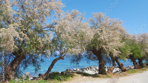 Spring blooming pinophyta trees with white flowers on the background of the sea. Coast of Mondello, Reserve Park Capo Gallo, Sicily, Italy. Mediterranean landscape. 