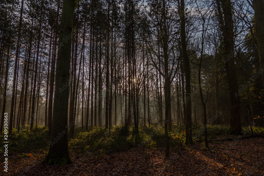 Nature Nature