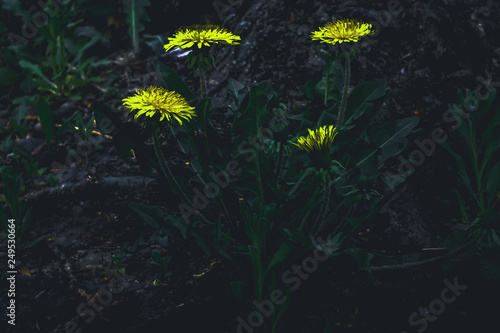 Glowing flowers dandelions in a dark forest. Nature background.