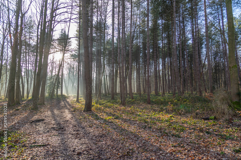 Obraz premium Nature