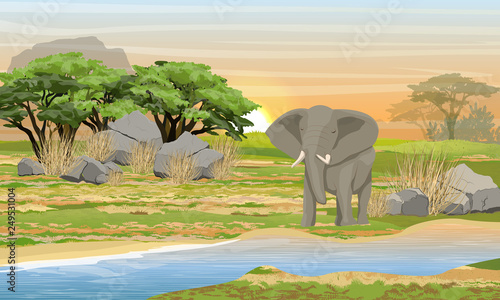 African elephant at a watering place. Savannah, river, large stones, mountains and an acacia tree. Wild animals of Africa. Realistic Vector Landscape