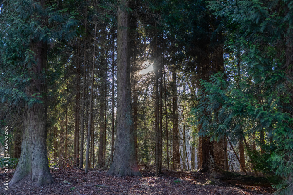 Obraz premium Nature